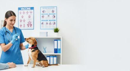 Veterinarian giving vaccine to beagle dog in clinic, friendly female veterinarian provides vaccine against disease to healthy animal. Veterinarian giving vaccine for dog's health in vet's office