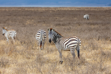 Obraz premium Zebra in Africa savanna on dry grass at safari game drive. Wild nature in African national parks of Kenya and Tanzania. Mammals animals wildlife in African savanna bush Ngorongoro and Tarangire