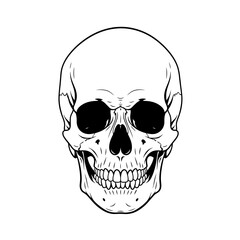 Fototapeta premium Human skull illustration silhouette isolated on white background