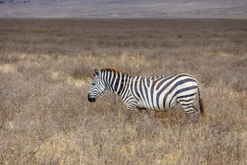 Obraz premium Zebra in Africa savanna on dry grass at safari game drive. Wild nature in African national parks of Kenya and Tanzania. Mammals animals wildlife in African savanna bush Ngorongoro and Tarangire