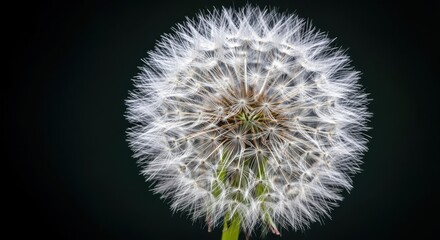 Close-up of a Dew-Kissed Dandelion Seed Head on a Dark Background