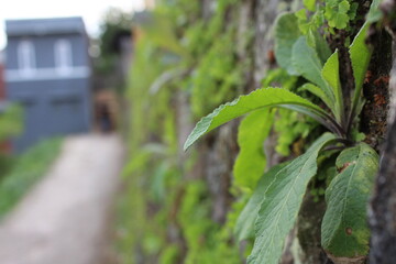 green leaves of a plant