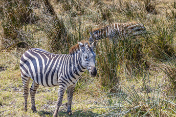 Zebra in Africa savanna on dry grass at safari game drive. Wild nature in African national parks of Kenya and Tanzania. Mammals animals wildlife in African savanna bush Ngorongoro and Tarangire