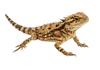 Fototapeta premium Texas Horned Lizard Detailed CloseUp of a Juvenile Reptile isolated on transparent background