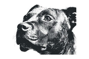 Close up portrait of a dog face on transparent background