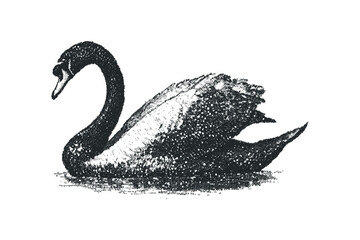 Black swan illustration on transparent background