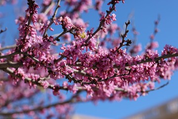 Blooming pink tree branches against a clear blue sky in Spain, full of vibrant spring energy.