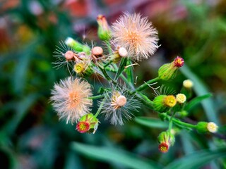 Wild Dandelion Puffs and Buds Close-up