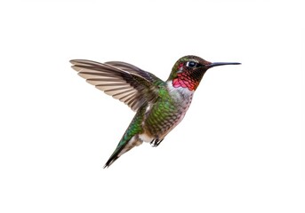 Fototapeta premium A vibrant hummingbird in flight, showcasing its intricate plumage and graceful form against a clean white background.