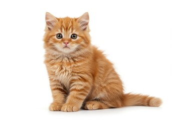 A charming ginger kitten sits attentively against a plain white backdrop.
