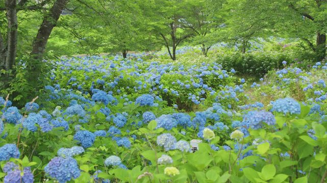愛宕山公園の紫陽花 Hydrangeas at Atagoyama Park