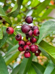 Close-up of Dark Red Berries on a Branch