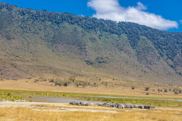 Obraz premium Hippos in Africa savanna on dry grass at safari game drive. Wild nature in African national parks of Kenya and Tanzania. Mammals animals wildlife in African savanna bush Ngorongoro and Tarangire
