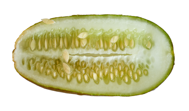 Close-up of an overripe cucumber with seeds cut in half, isolated.