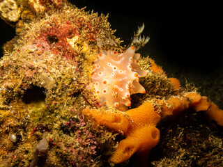 Dorid Nudibranch (Halgerda batangas) at a Puerto Galera reef in the Philippines. These reefs are so healthy and teaming with life