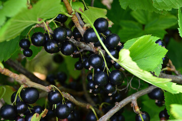Black organic Currants on Branch with Green Leaves close up