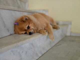 A small, shaggy, red-haired dog. A small Pomeranian.