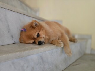 A small, shaggy, red-haired dog. A small Pomeranian.