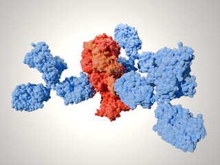 Neutralizing monoclonal antibody in complex with Herpex Simplex virus 1 (HSV 1) glycoprotein B trimer