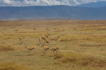 Gazelle  in Africa savanna on dry grass at safari game drive. Wild nature in African national parks of Kenya and Tanzania. Mammals animals wildlife in African savanna bush Ngorongoro and Tarangire