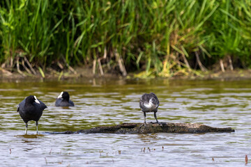 Junges Bl&auml;sshuhn im Dunenkleid auf einen Erdh&uuml;gel im Wasser