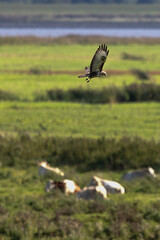 M&auml;usebussard auf der Lauer im Naturschutzgebiet Nordkehdingen