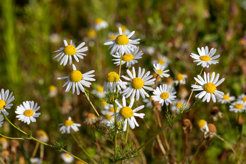 Echte Strandkamille verschiedene Bl&uuml;tenstadien, Nahaufnahme
