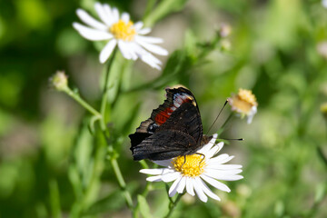European peacock butterfly (Aglais io) sitting on a daisy in Zurich, Switzerland