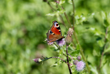 European peacock butterfly (Aglais io) sitting on pink flower in Zurich, Switzerland