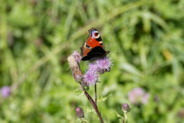 European peacock butterfly (Aglais io) sitting on pink flower in Zurich, Switzerland