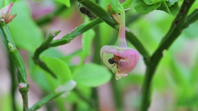 bluberry, hucleberry, ant, feeding, flower, Quarona, Sant'Agostino Lake, Piemonte, Italy
