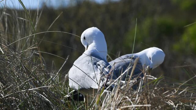 maw, mew, mew gull, common gull, seamew, Larus canus, Texel, Texel island, Netherlands