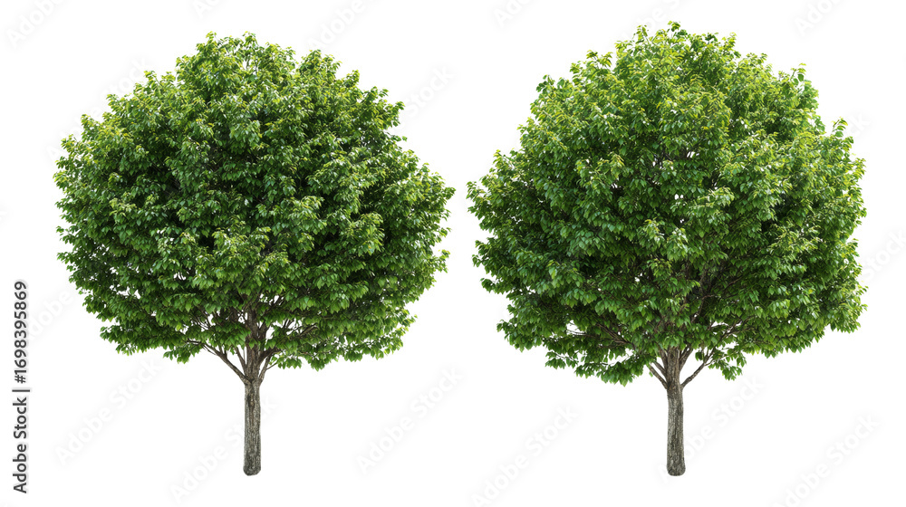 Poster symmetrical trees with vibrant green foliage against an isolated transparent setting