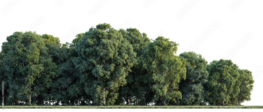 Poster lush green tree line in a tranquil forest setting against isolated transparent background
