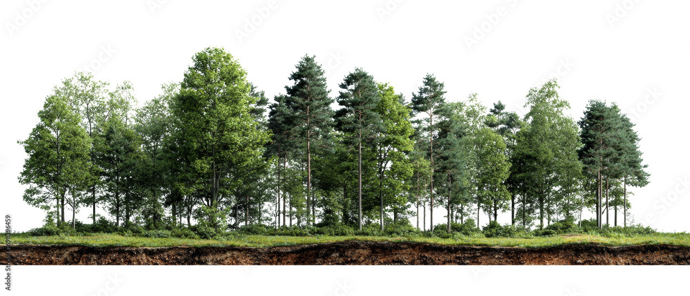 Poster lush green forest edge with a detailed soil profile on a transparent setting