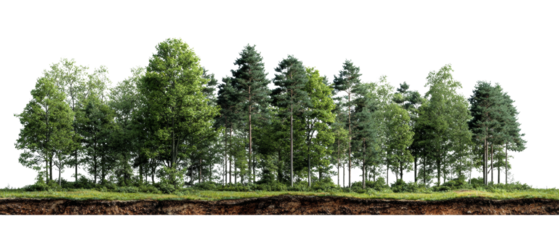 Lush green forest edge with a detailed soil profile on a transparent setting
