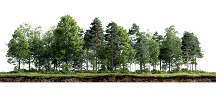 Lush green forest edge with a detailed soil profile on a transparent setting
