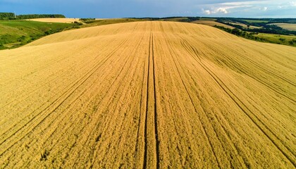 Fototapeta premium Aerial View of Golden Wheat Field with Contour Curves