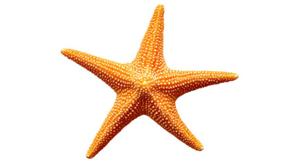 Orange starfish isolated on transparent background