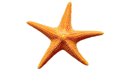 Orange starfish isolated on transparent background