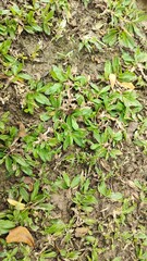 green moss on the ground
