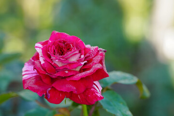 red rose in garden with green background