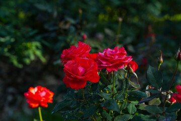 red rose in garden with green background
