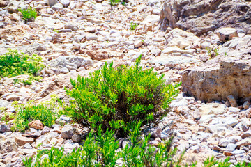 green bush in the rocky land