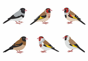 Collection of various illustrated finches and sparrows in a charming flat design style, showcasing diverse avian species against a clean white background.