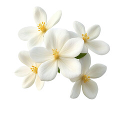 White Jasmine flowers- isolated on transparent background.