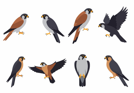Vector illustration set of falcons in various poses, showcasing different color variations, perfect for nature and wildlife design projects.