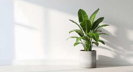 Obraz premium Minimalist Interior with Green Tropical Plant in Concrete Pot