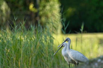 Zwei Löffler stehen an einen Wiesenhang an einen kleinen See mit Schilfgras im Hintergrund.