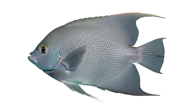 Realistic Silver Gray Angelfish Illustration – Exotic Tropical Marine Aquarium Fish with Smooth Gradient Scales and Elegant Fins, Isolated on Transparent Background
